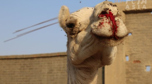 camel with bloody face