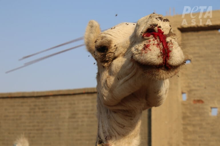 camel with bloody face