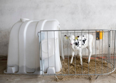 Exposed: How Vulnerable Young Calves Are Caged and Isolated on EU Farms
