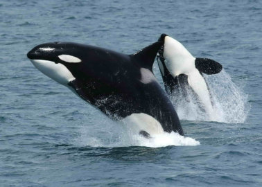 Victory! Virgin Holidays Cuts Ties With SeaWorld and Other Animal ‘Abusement’ Parks