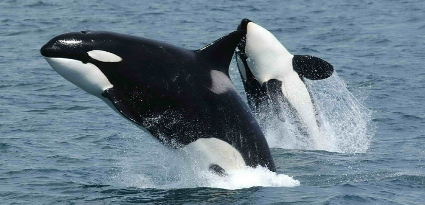 Orcas killer whales unsplash free to use Fantastic News! Jet2holidays to Stop Selling Tickets to Marine Parks