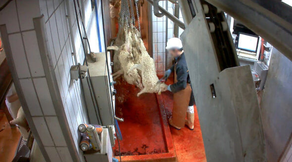 sheep being slaughtered in abattoir