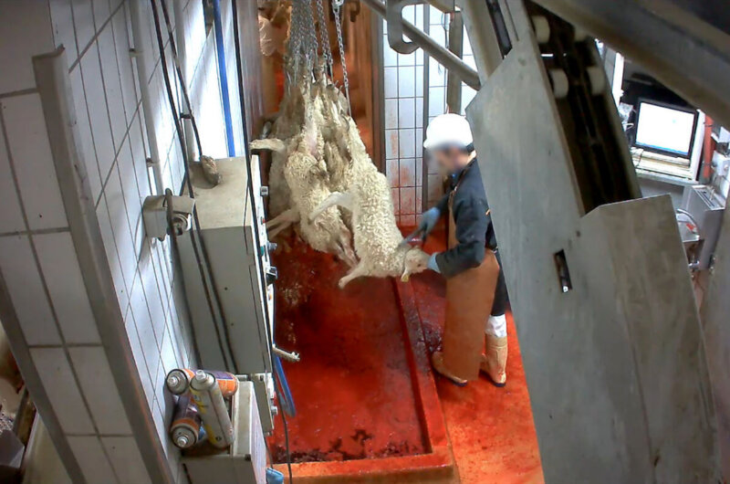 sheep being slaughtered in abattoir