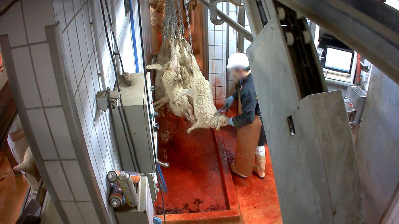 sheep being slaughtered in abattoir