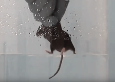 Experimenters Trap Small Animals in Beakers of Water Until They Stop Swimming