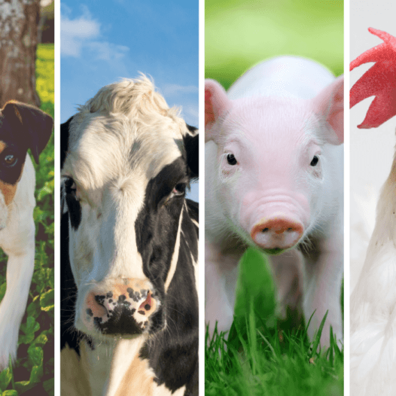 Have an Interesting Idea or Invention? PETA US Is Paying Students to Help Create a Speciesism-Free Future