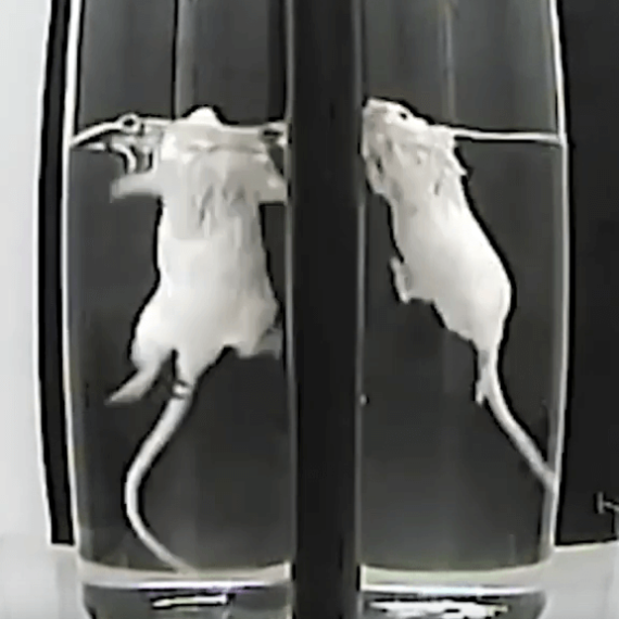 Urge Pharmaceutical Giant Eli Lilly to Ban the Near-Drowning of Animals