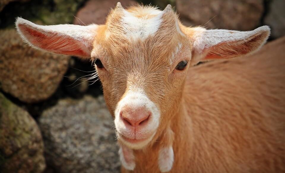 Halloumi: A Nightmare for Goats, Sheep, and Cows Halloumi: A Nightmare for Goats, Sheep, and Cows