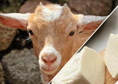 Halloumi: A Nightmare for Goats, Sheep, and Cows