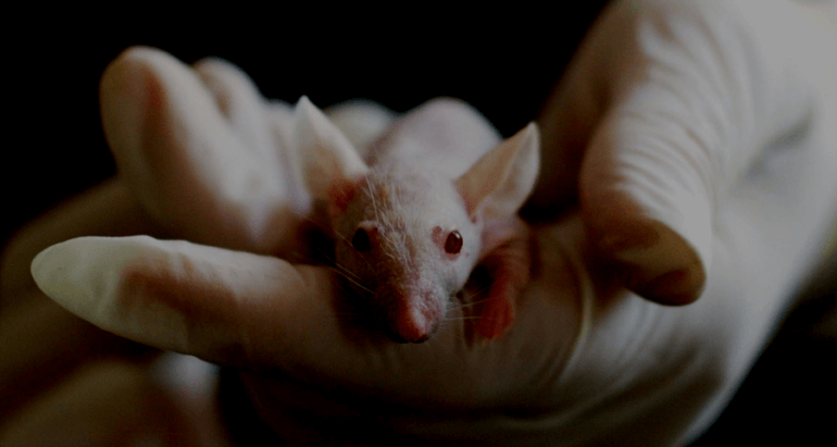 Mouse in Gloved Hand