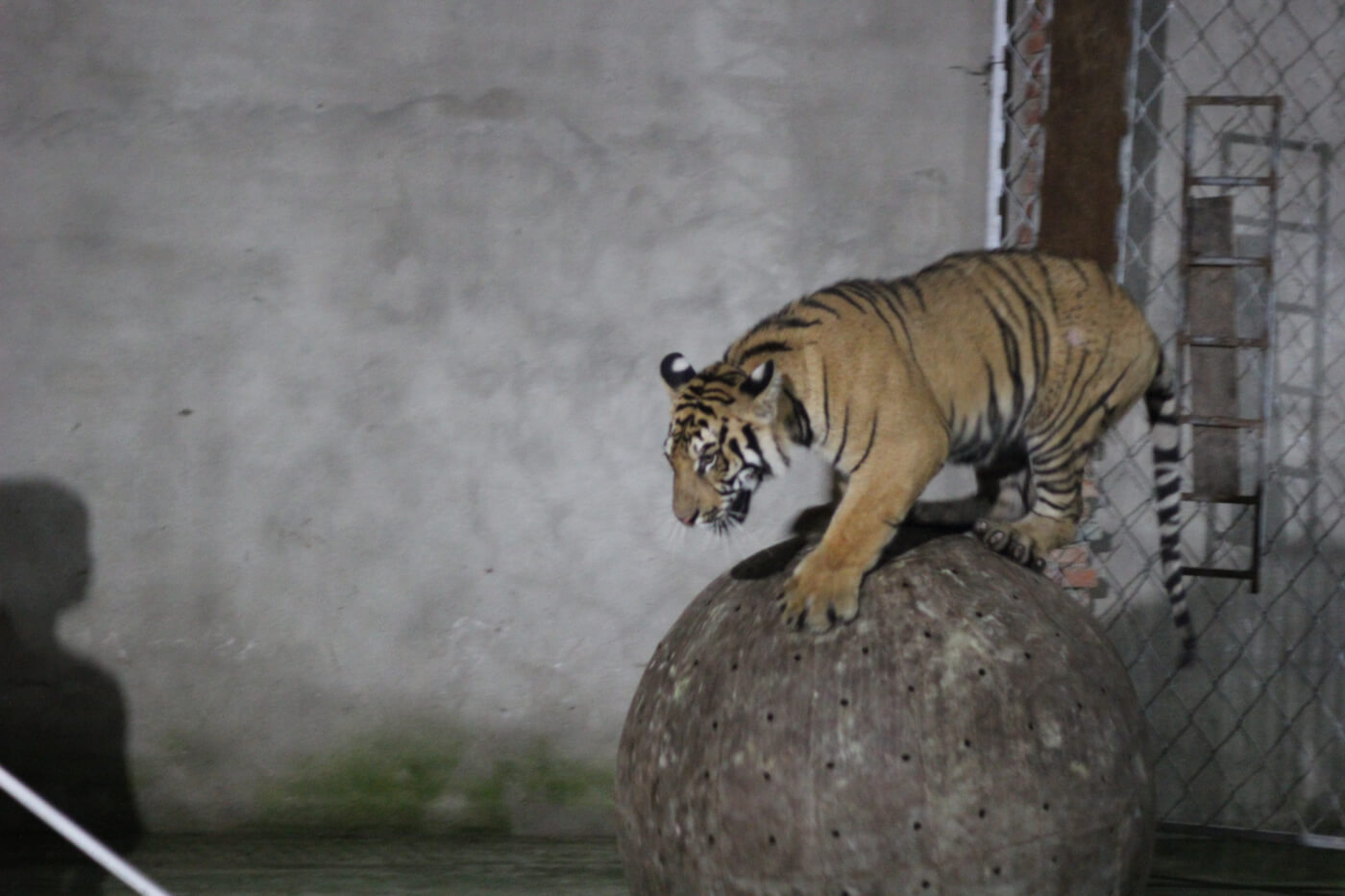 Tiger balancing on ball in circus