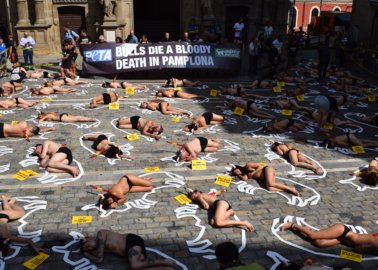 54 Activists Lie ‘Dead’ in Running of the Bulls ‘Crime Scene’