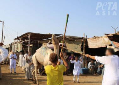 UPDATE: Three People Charged With Torturing Camels in Egypt Following PETA Exposé