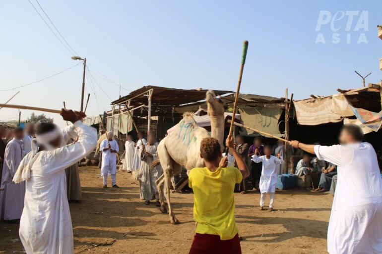 camels being beaten at Birqash Camel Market in Cairo