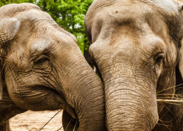 UK’s Largest Travel Association Labelled Direct Contact Between Tourists and Elephants “Unacceptable”