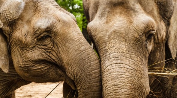 happy elephants