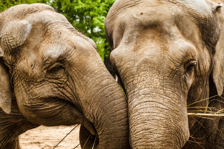 happy elephants