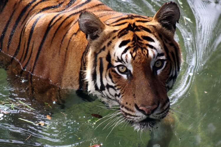 tiger in water