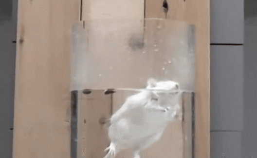 Rat floating for Forced Swim Test