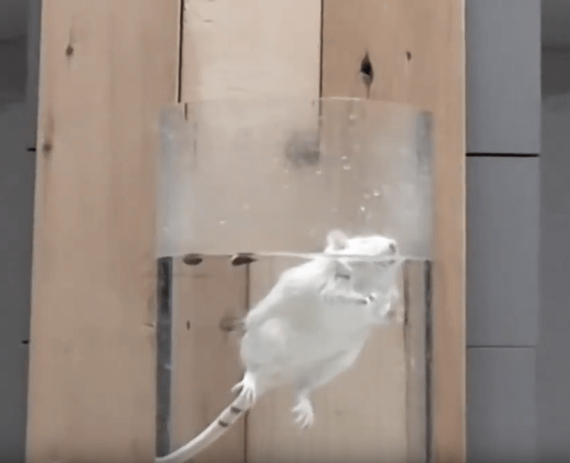 Rat floating for Forced Swim Test