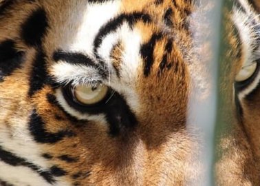 International Tiger Day: 6 Kinds of Tiger Abuse You Can Help Stop