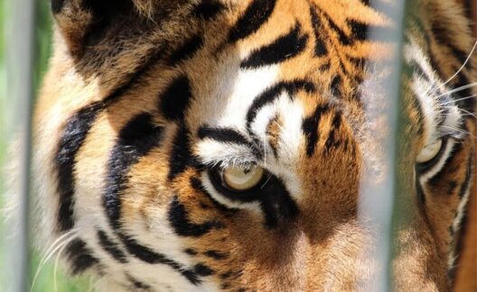 Tiger close up