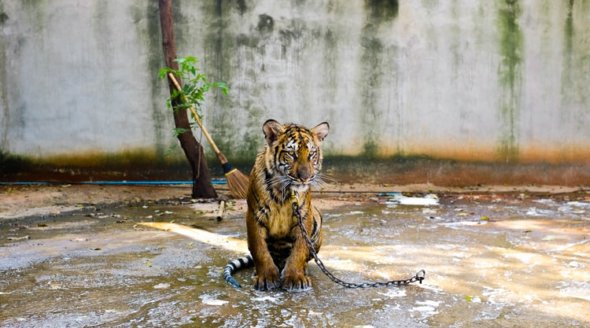 tiger chained in facility