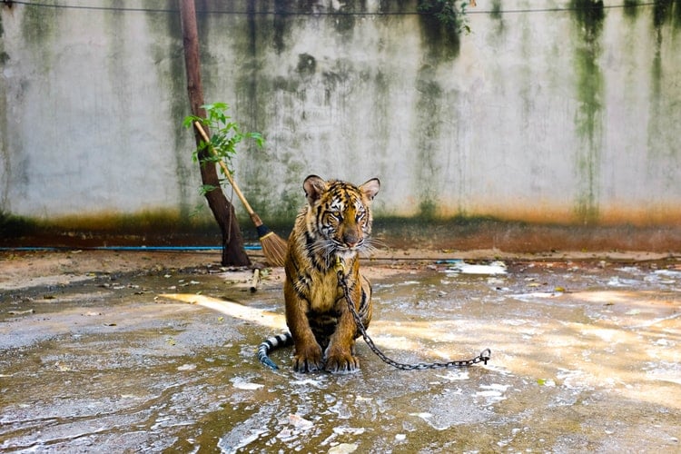 tiger chained in facility