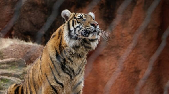 Tiger in Zoo