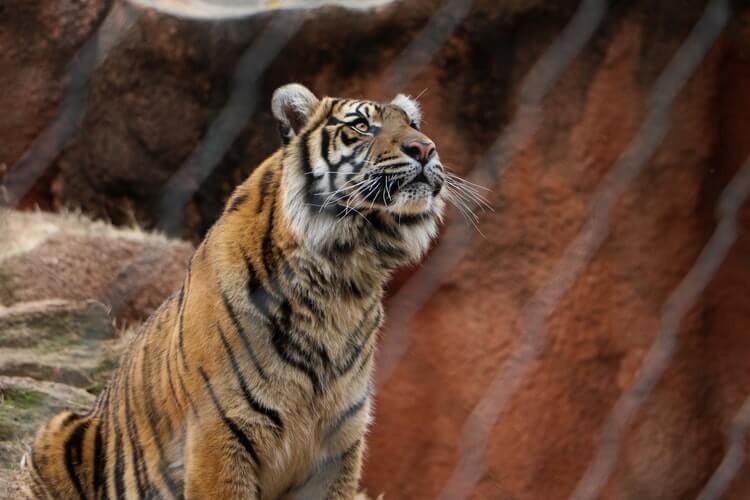 Tiger in Zoo