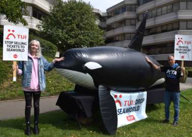Life-Size ‘Orca’ Calls On TUI to Drop SeaWorld