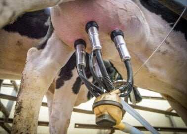 How Dairy Devastates the Planet