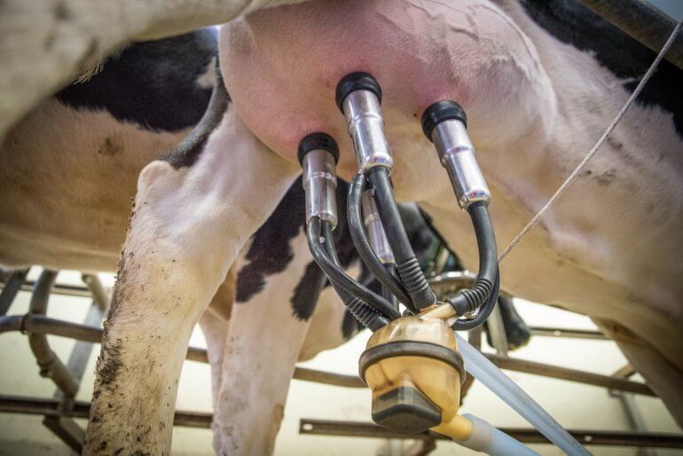 How Dairy Devastates the Planet How Dairy Devastates the Planet