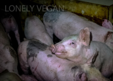 ‘Farmed With Care’: UK Pig Farms Exposed – Again