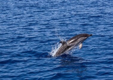 Virtual ‘Swim With Dolphins’ Experience Nabs PETA Award