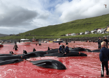 Faroe Islands: 7 Ways to Help Dolphins