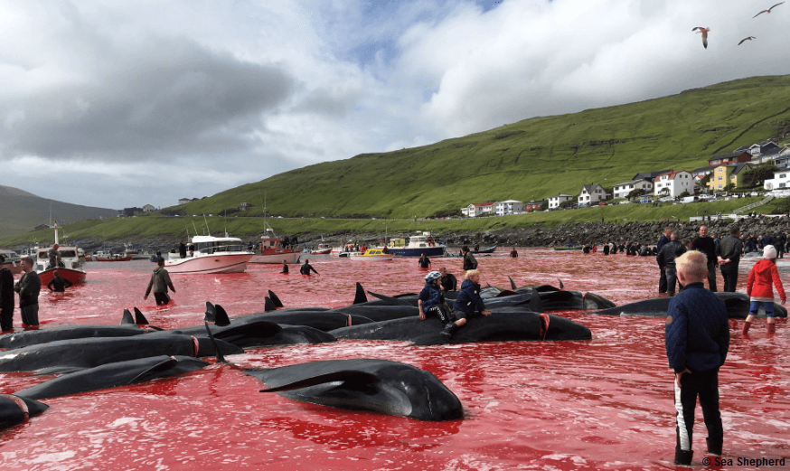 Faroe whale slaughter