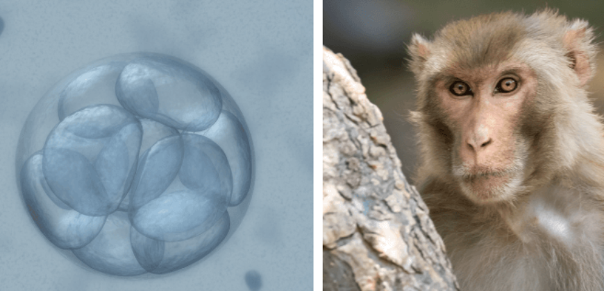 Creating Human-Animal Hybrids Is Bad for Humans – and Worse for Other  Animals