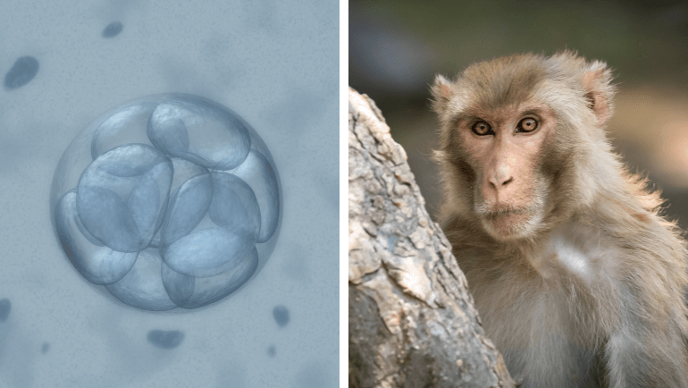 Creating Human-Animal Hybrids Is Bad for Humans – and Worse for Other  Animals