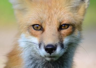 Fantastic News for Foxes! Luxury Brand Balmain Bans Fur