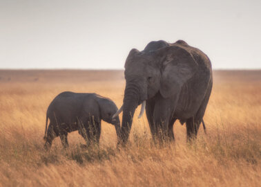 Good News! More Travel Companies Drop Elephant Rides