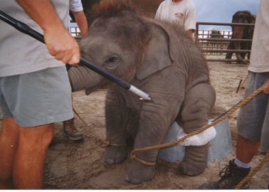 Why You Should Never Ride an Elephant