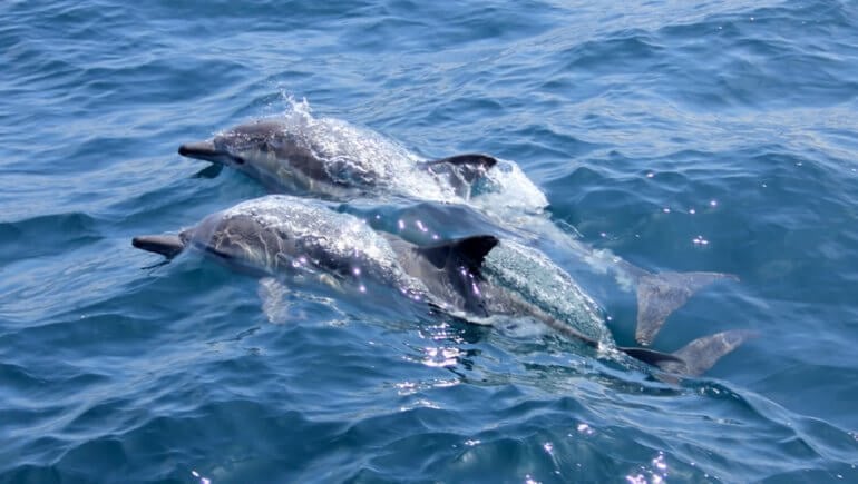 Gay Animals Who Prove Same-Sex Love Is Natural Gay Animals Who Prove Same-Sex Love Is Natural