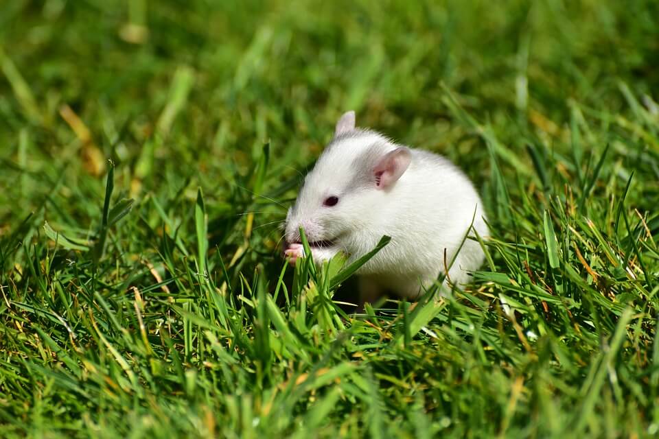 Technology Donated by PETA International Science Consortium Is Great News for Animals and Humans! Technology Donated by PETA International Science Consortium Is Great News for Animals and Humans!