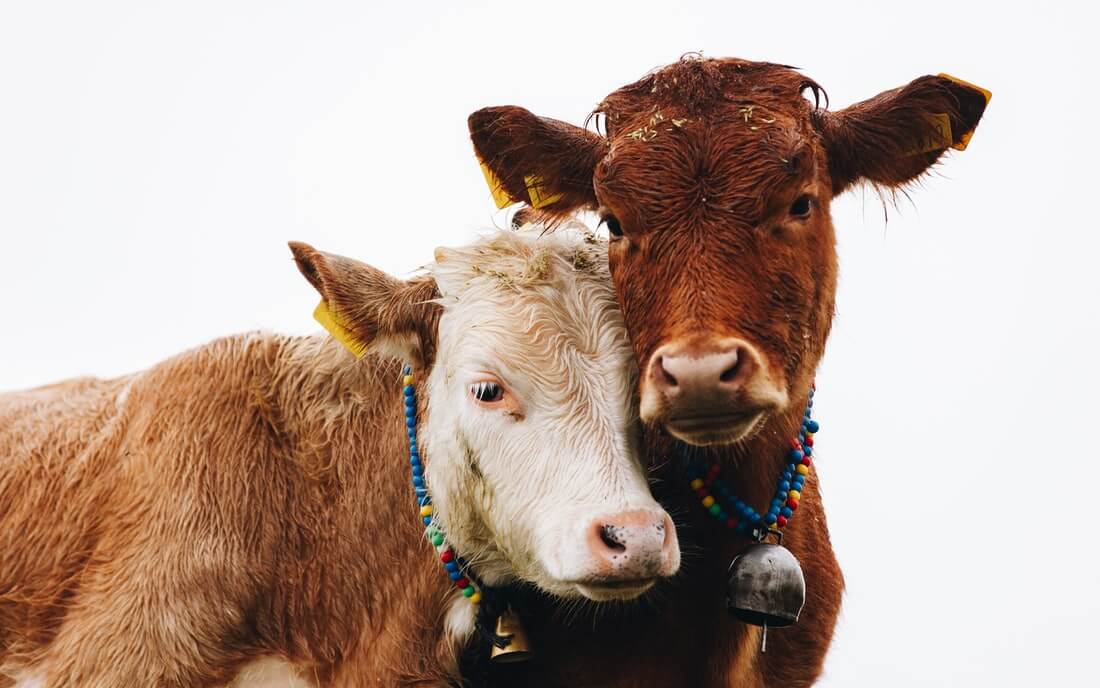 Ritual Slaughter – Just Cruelty by Another Name Ritual Slaughter – Just Cruelty by Another Name