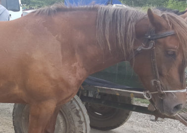 Speak Out for Horses Beaten, Whipped, and Overworked at Romanian Markets