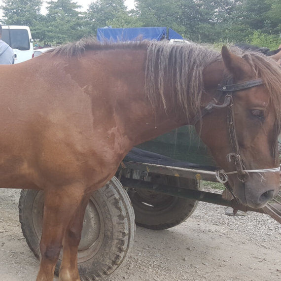 Speak Out for Horses Beaten, Whipped, and Overworked at Romanian Markets