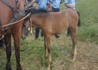 Exposed: Horses in Romania Are Beaten and Forced to Drag Boulders