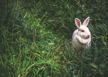 Big News for Bunnies! Horrific Rabbit-Farming Franchise Closes Up Shop