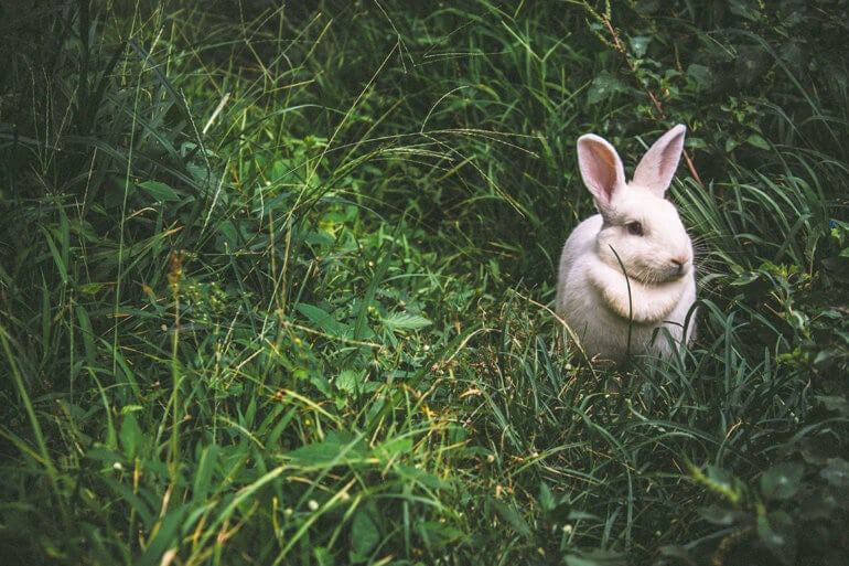 bunny free to use unsplash rabbit bunnies 1